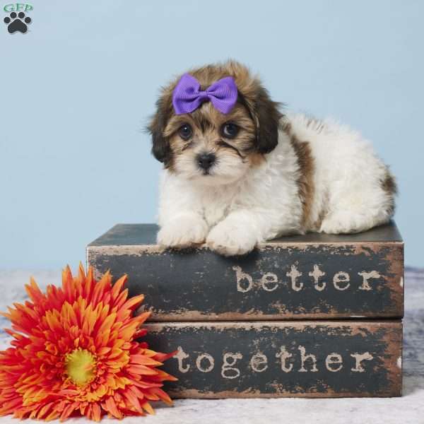 Clarissa, Teddy Bear Puppy